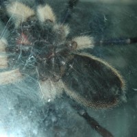 M. Balfouri @ 2.5in