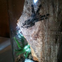 "bender" My Poecilotheria Ornata