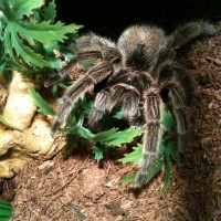 "sully" My G. Rosea