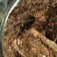 Wolf Spider