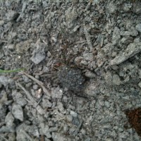 Wolf Spider With Slings On Its Back