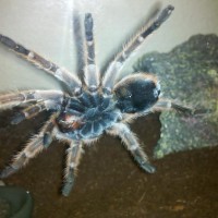 G.rosea Female?