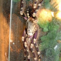 Poecilotheria Subfusca 0,1