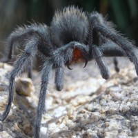 Desert Tarantula