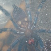 Poecilotheria Metallica Male Or Female