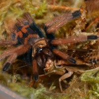 Gbb Spiderling & Cricket