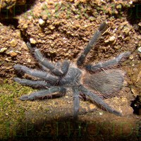 Lasiodora Sp