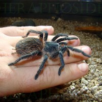 Lasiodora Sp