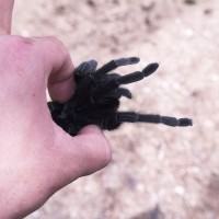 Dr Tarantula