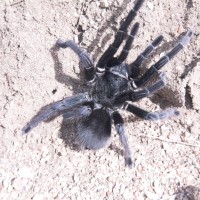 Dr Tarantula