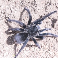 Dr Tarantula