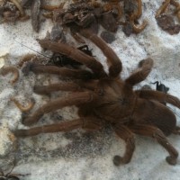 Inherited Tarantula