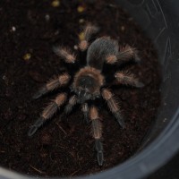 Brachypelma smithi