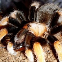 Aphonopelma bicoloratum