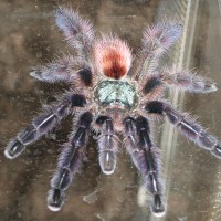 Avicularia purpurea