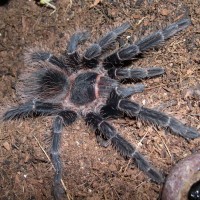 Lasiodora parahybana