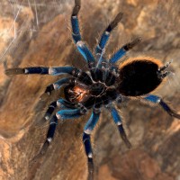 Chromatopelma cyaneopubescens