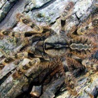 Poecilotheria Striata