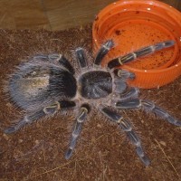 Grammostola Pulchripes