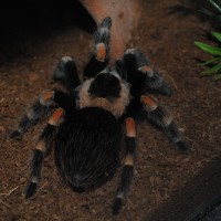 Brachypelma Smithi