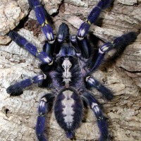 Poecilotheria Metallica