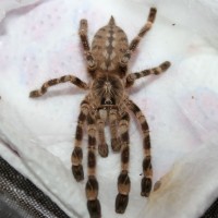 Poecilotheria Subfusca