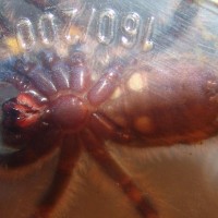 Poecilotheria Metallica Male Or Female