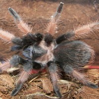 Brachypelma Emilia