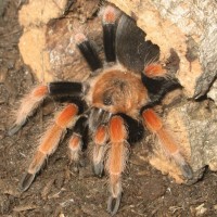 Brachypelma Boehmei