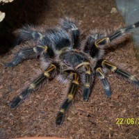 Grammostola Aureostriatum/Pulchripes