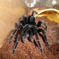 Pamphobeteus Antinous