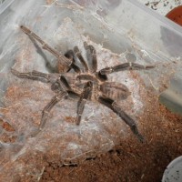 Haplopelma Lividum