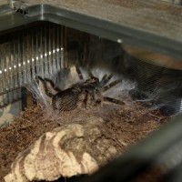 Brachypelma Albopilosum Moulting