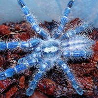 Poecilotheria Metallica Sling