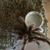 Grammostola Rosea