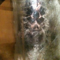 Avicularia Metallica