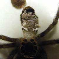 P. Irminia Male Or Female?