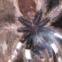 Poecilotheria Ornata