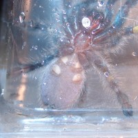 Poecilotheria Metallica Male Or Female