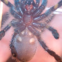 Poecilotheria Metallica Male Or Female