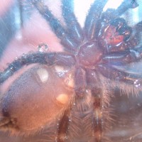 Poecilotheria Metallica Male Or Female