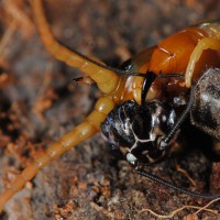 Scolopendra cingulata