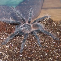 Lasiodora Difficilis