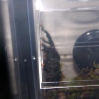 6 Year Old Female Avicularia Avicularia