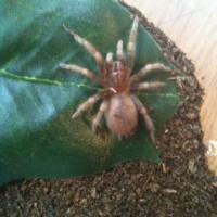 Brachypelma Smithi Sling