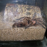 Rcf G.rosea Molt