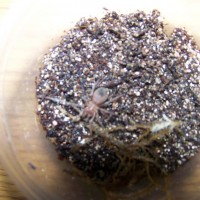 Lasiodora Parahybana Sling