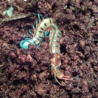 Vietnamese Giant Centipede Molting