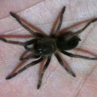 Mexican Red Knee (b.smithi)
