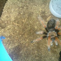 Brachypelma Boehmei